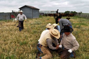 A branding crew at work on the M-Cross Ranch.