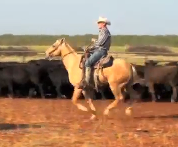 Marty Daniel cutting cattle on the Renderbrook Spade Ranch.