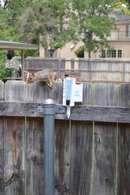 Squirrel beside our rain gauge that held a tiny pinch of grape Koolaid powder to make the rainfall reading show up better. Try it - it works!